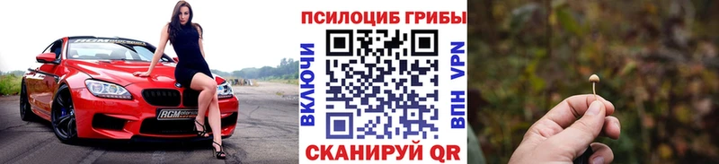 цена   Борисоглебск  Псилоцибиновые грибы Psilocybe 